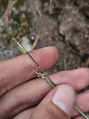 Few-flowered sedge (Carex manca)