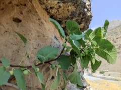 Rock fig (Ficus rupestris)