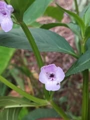 False Shamrock (Bahelia)
