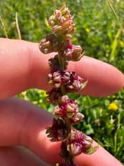 Sea Beet (Beta macrocarpa)