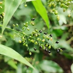Narrowleaf woodoats (Lasiacis ligulata)