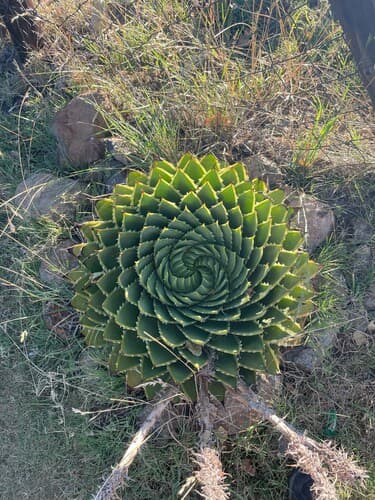 Spiral Aloe (Aloe polyphylla)