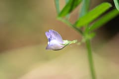 False Lentil (Lens ervoides)