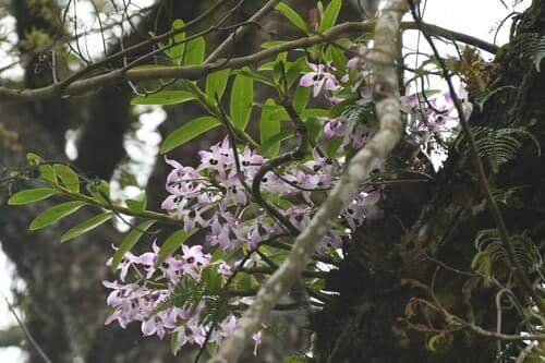 Dendrobium Orchid (Dendrobium nobile)