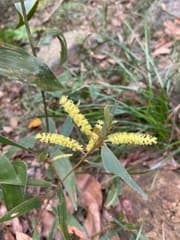 Golden-flowered Black Wattle (Acacia aulacocarpa)