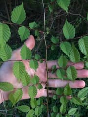 Japanese Zelkova (Zelkova serrata)