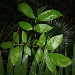 Paullinia (Paullinia)