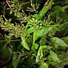Purple Queen (Ecbolium)