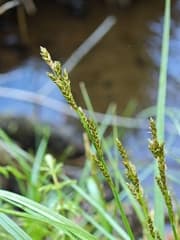 Distant Sedge (Carex elongata)