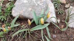 Turkestan Tulip (Tulipa turkestanica)