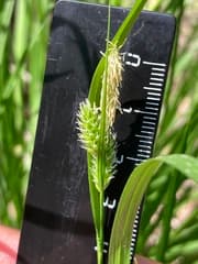 Pale Sedge (Carex pallescens)