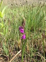 Marsh Orchid (Anacamptis palustris)