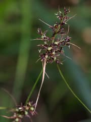 Scleria ciliaris (Scleria ciliaris)
