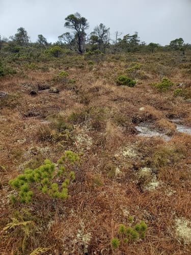 Lodgepole Pine (Pinus contorta)