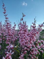 Dwarf Russian Almond (Prunus tenella)