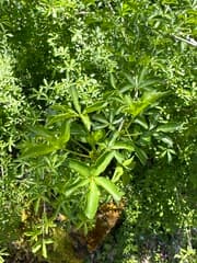 Aralia (Acanthopanax)