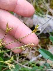 Bird's-foot Sedge (Carex ornithopoda)