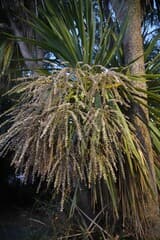Cabbage Tree (Cordyline)