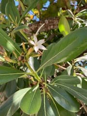 Clusia-leaf Casasia (Casasia clusiifolia)