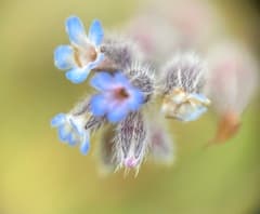 Field Forget-me-not (Myosotis arvensis)