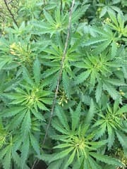 Marijuana (Cannabis ruderalis)