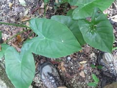Giant Taro (Alocasia fornicata)