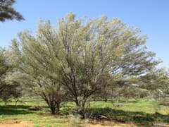 Mulga (Acacia aneura)