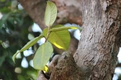 Hairy fig (Ficus pubescens)