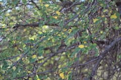 Gidgee (Acacia nigrescens)