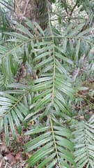 Cat's Tail Pine (Amentotaxus)