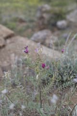 Birdfoot Milkvetch (Astragalus ornithopodioides)