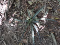 Crawling Aloe (Aloe prostrata)