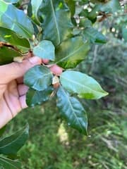 Island croton (Croton insularis)