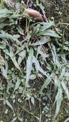 Asplenium ruprechtii (Asplenium ruprechtii)