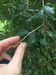 Red Mistletoe Cactus (Erythrococca)