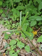 Smooth flat sedge (Cyperus cyperinus)