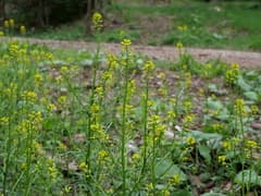 Winter Cress (Barbarea)