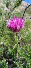 Allium barsczewskii (Allium barsczewskii)