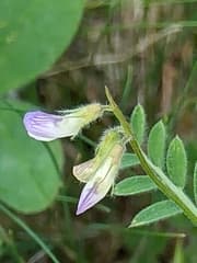 Oriental lentil (Lens orientalis)