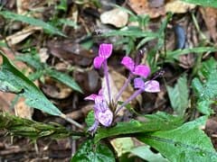 African Violet (Brachystephanus)