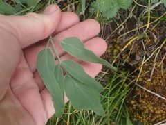 Fennel (Ferula)