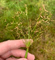 Naked sedge (Cyperus denudatus)