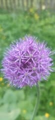 Ornamental Onion (Allium aflatunense)