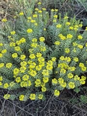 Alyssum pulvinare (Alyssum pulvinare)