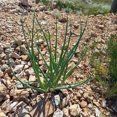 Snowdrop Onion (Allium galanthum)