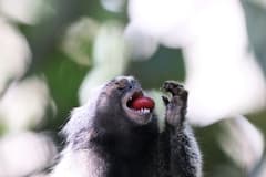 Coffee (Coffea)