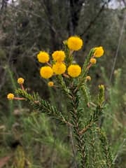 Acacia beadleana (Acacia beadleana)
