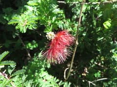 Powderpuff Tree (Calliandra haematomma)