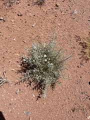 Australian Bindweed (Convolvulus oxyphyllus)