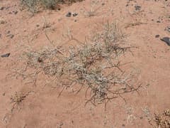 Saxaul (Haloxylon salicornicum)